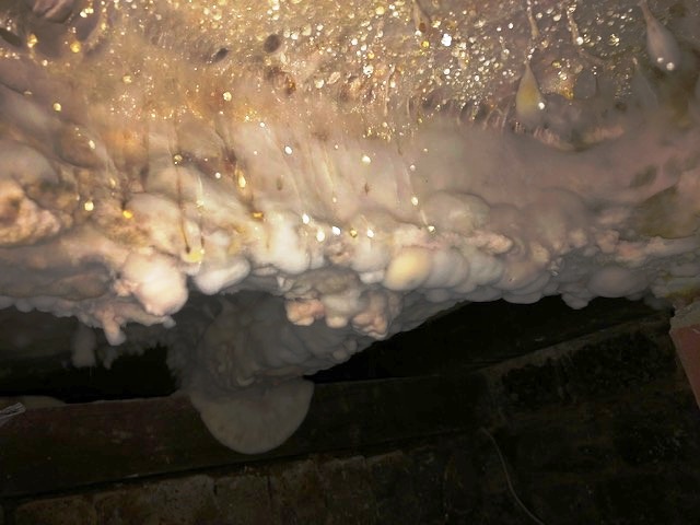 Dry Rot cotton wool-like appearance