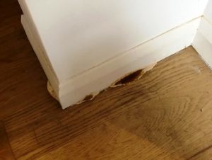 Dry Rot Treatment London N22 - 1