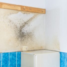 bathroom wall covered with rising damp