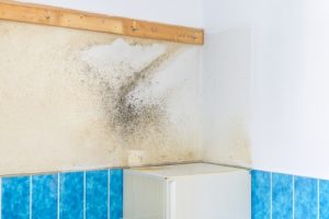 bathroom wall covered with rising damp