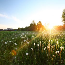 Sunset over meadow with dandelions