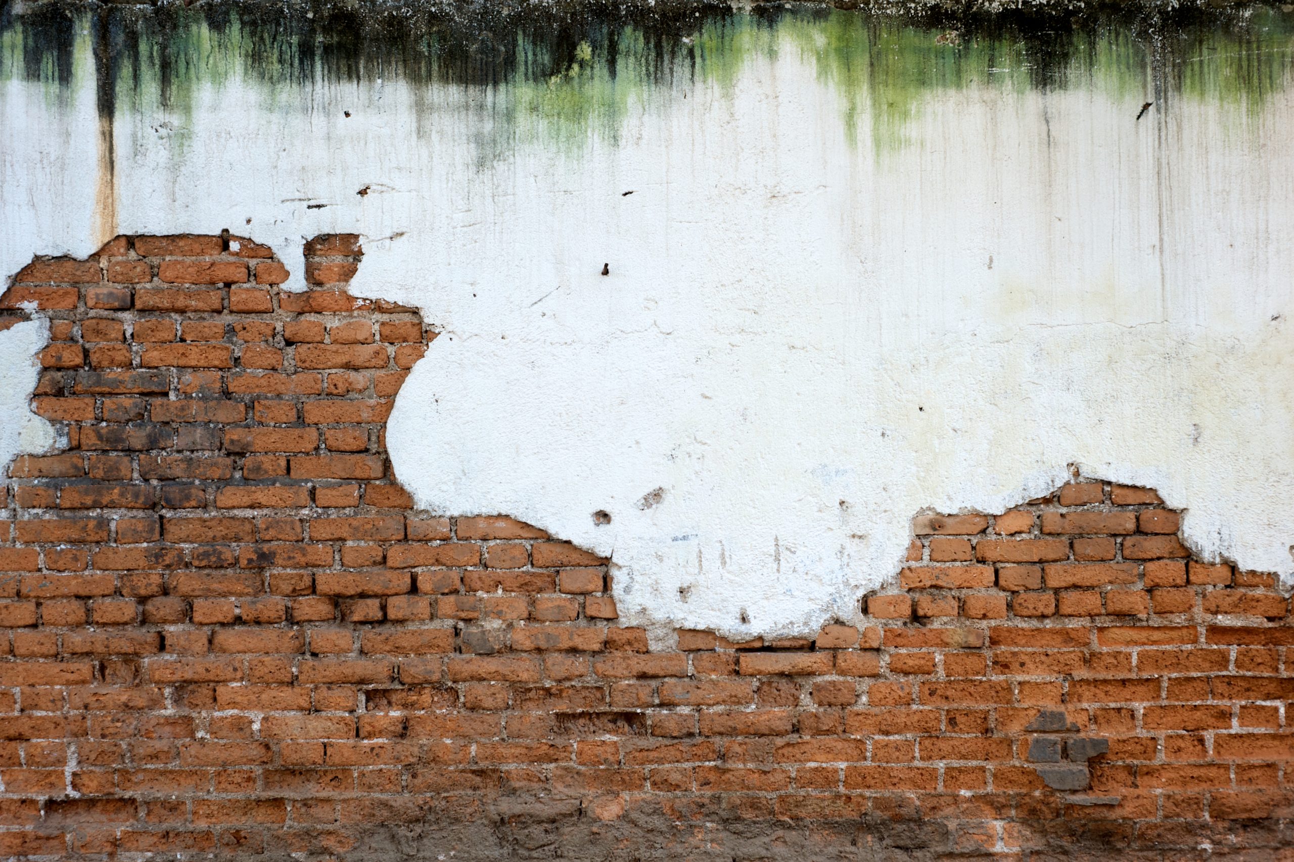 Heavy Mould on White Plaster