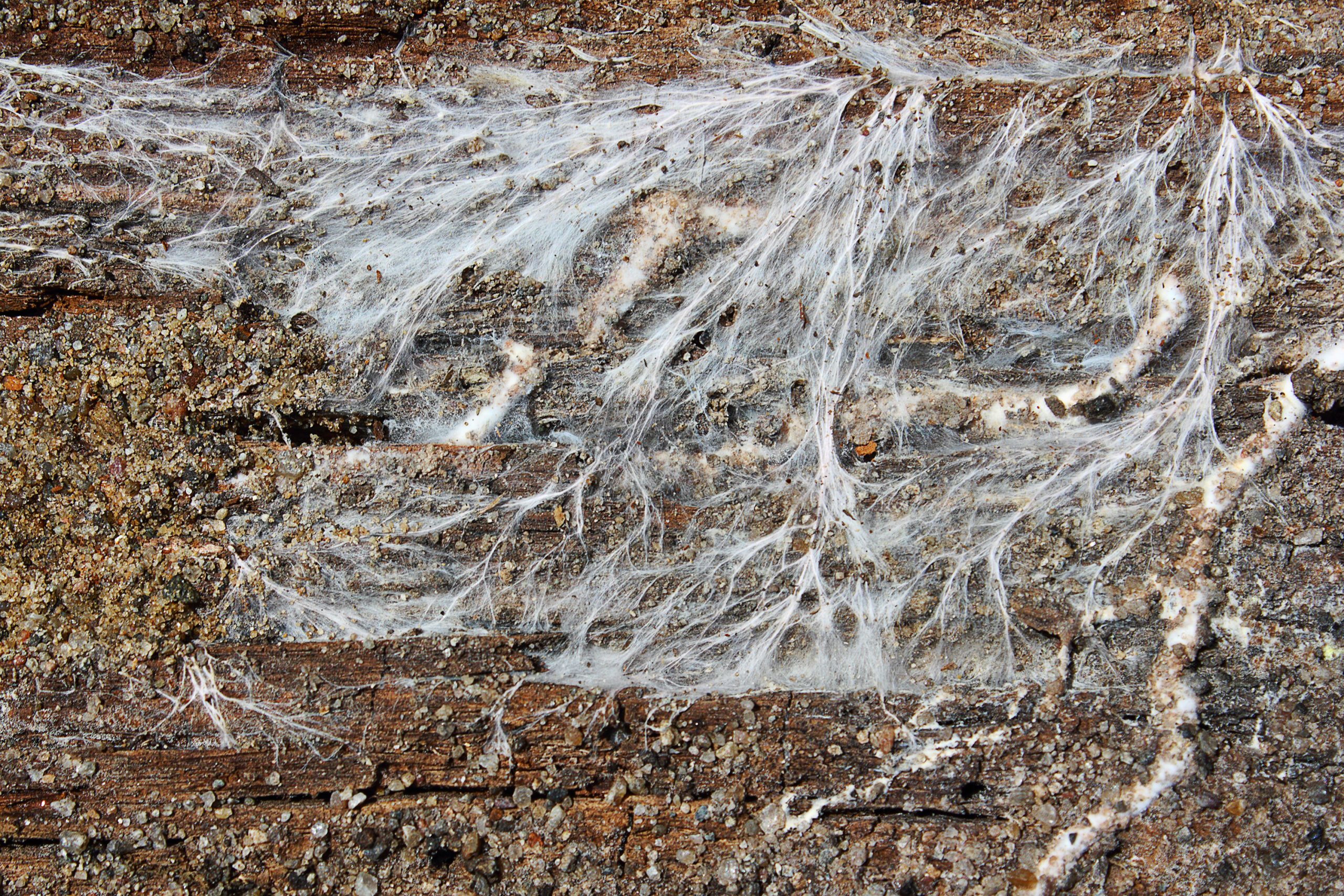 White Fungus on wooden beam