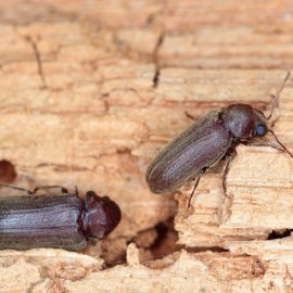 Wood Borer Beetle Wood Damage