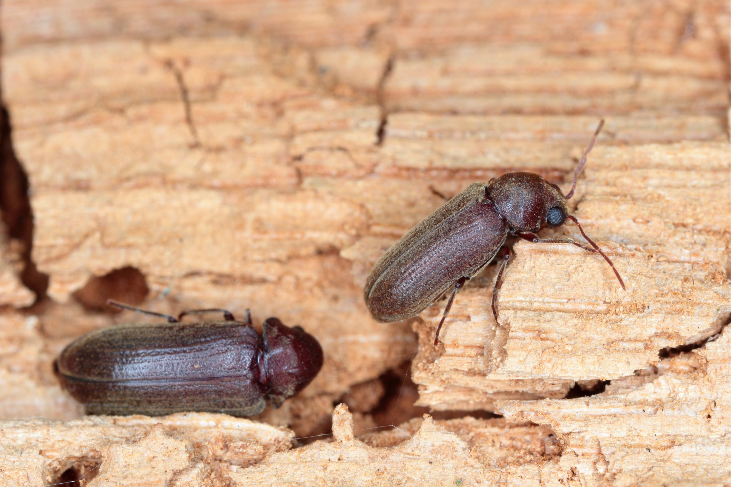 Get Rid of Wood Boring Beetles in Furniture  Garratt's Damp