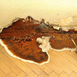 Dry Rot on wooden floor and wall