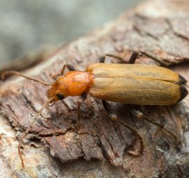 Wharf Borer on Wood