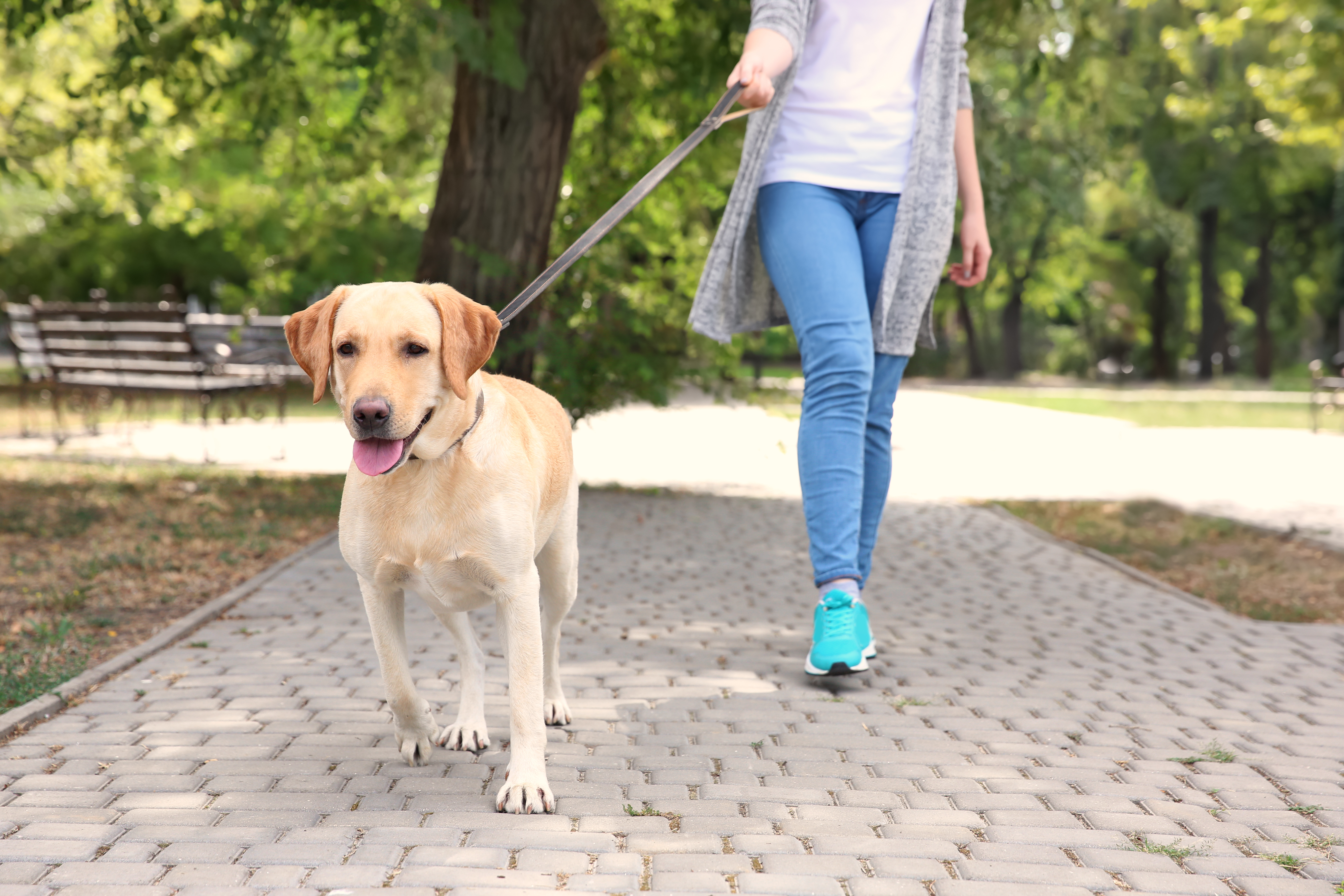 walks with my dog near me