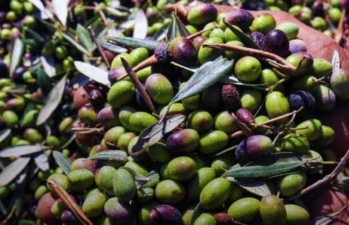 Fresh olives in cupped hands