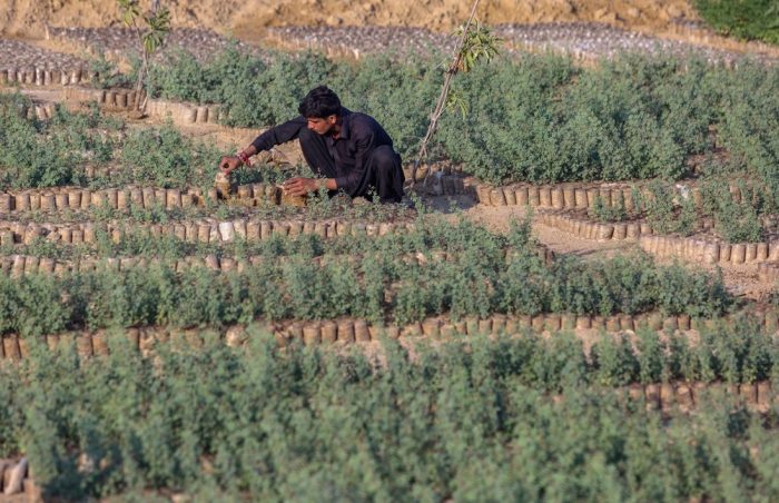 Olive tree nursery grows saplings for planting