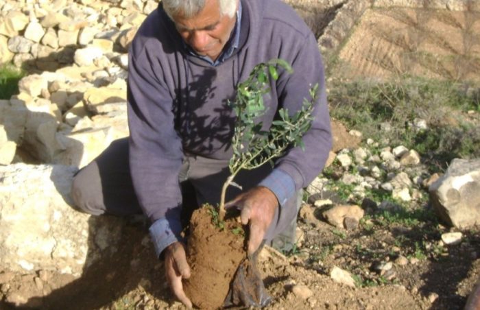 Grandad planting an olive tree in his garden in Palestine