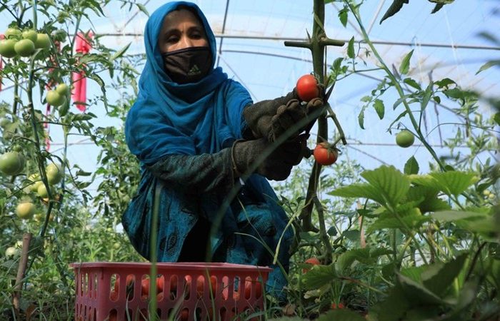 Lady in blue chador collects tomatoes from the family vines in Afghanistan