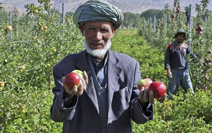 Old grandad grows apples in Bamyan, Afghanistan