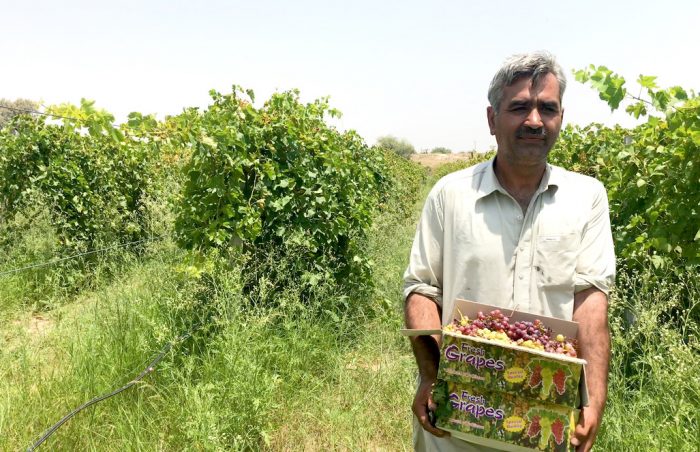 Grape grower in Chakwal Pakistan carrying freshly picked grapes to take to market