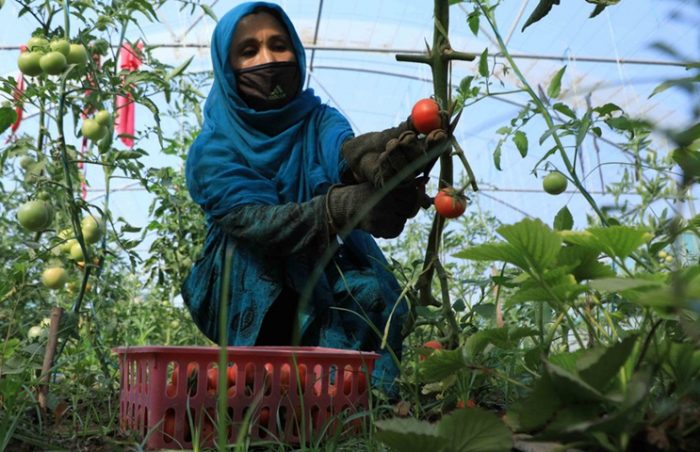 Lady in blue chador, harvesting tomatoes in Injil, Herat, Afghanistan.