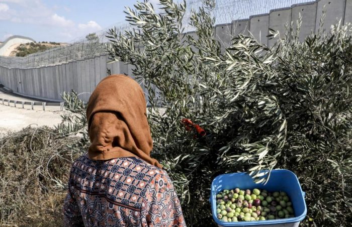 Palestinians harvest olives from their lands which currently lie on the Israeli side of the controversial separation