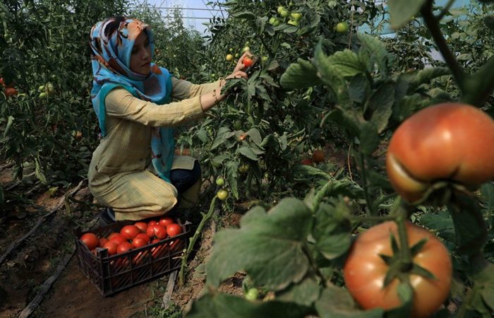 A lady picks tomoatoes from the vines of her small holding ready to sell at the market