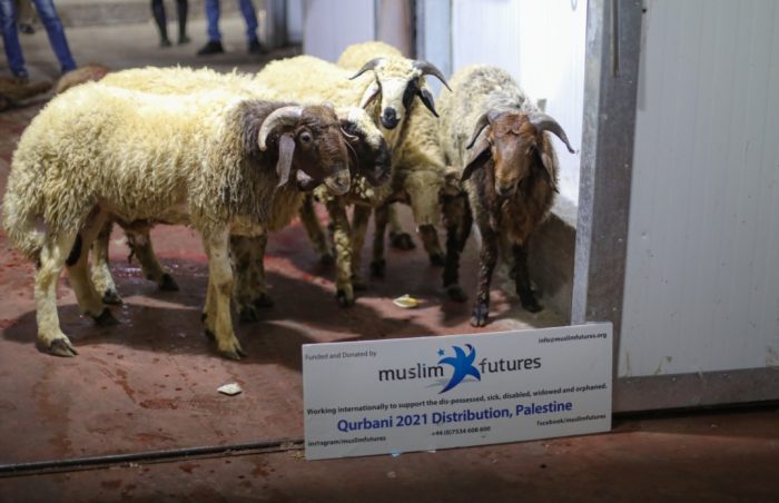 Sheep allocated and purchased ready for Qurbani, Palestine 2021