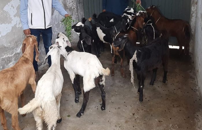 Small animals, goats,ready and stored for Aqeeqah day.