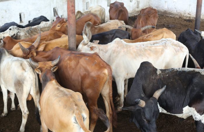 Cows ready for inspection and allocation, Eid ul-Adha, 2020, CAR