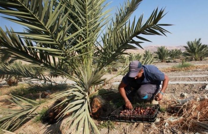 Picking dates on a farm in Jericho with palm tree