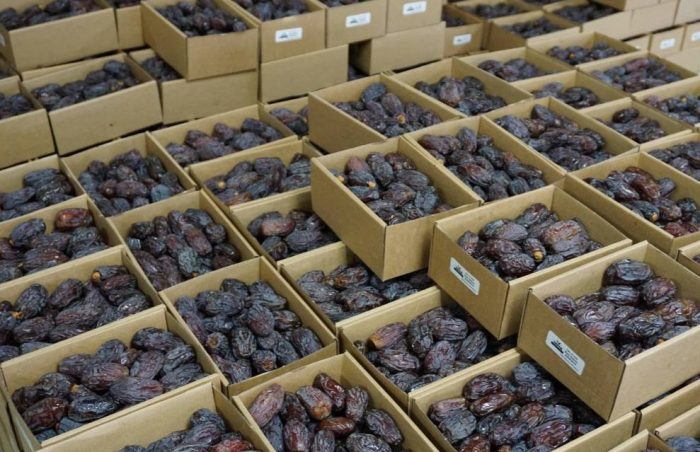 Boxes of Yaffa dates ready for packing in Jenin, Palestine.