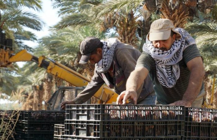 Date farming in jericho with Palestinian farmers