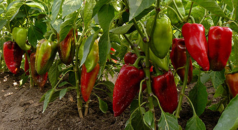 peppers