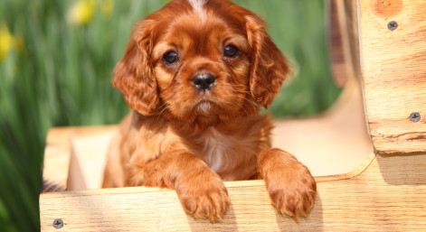 Cavalier King Charles Spaniel Puppy