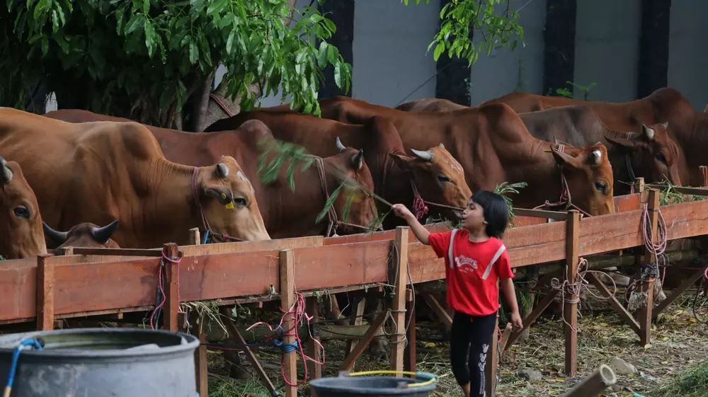 Qurbani Donations