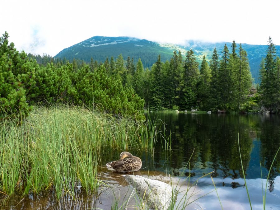 Jamské pleso