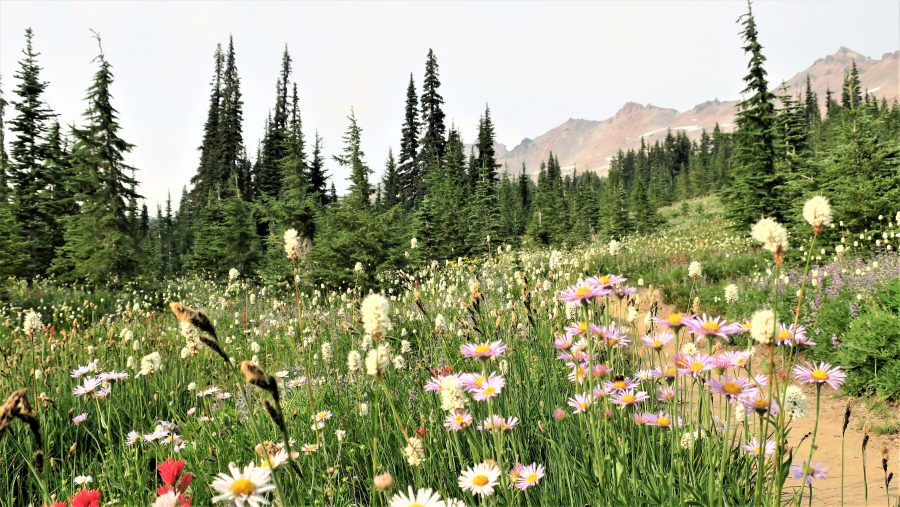 Milo Daníšek - Pacific Crest Trail