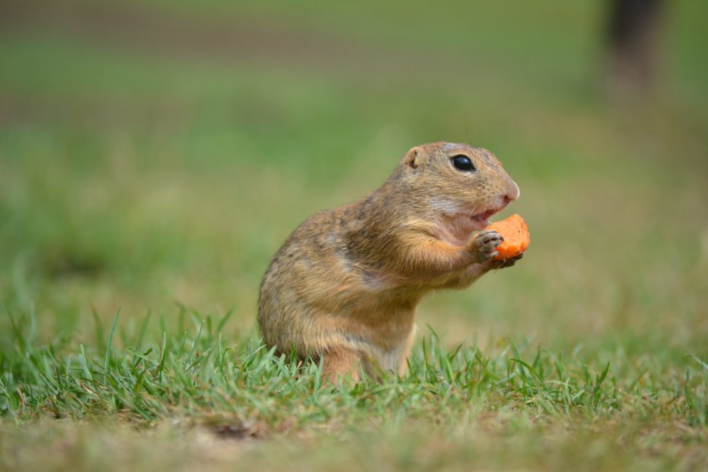 Sysle Muránska planina