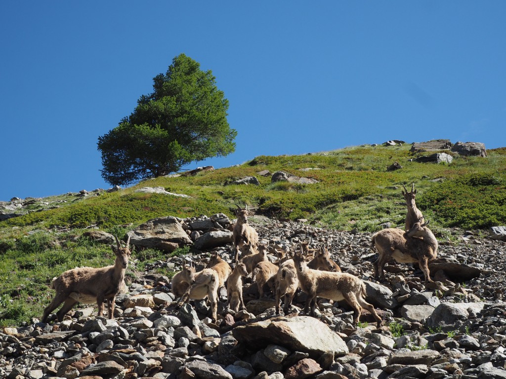 Ibex in Val Veni - just before the glacier