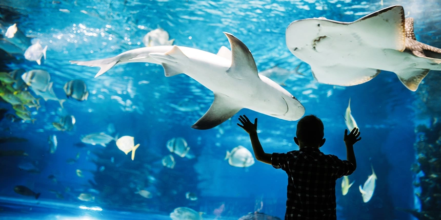 Explore under the sea at the Dallas Aquarium.