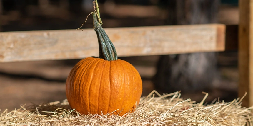 Pumpkin at the pumpkin patch