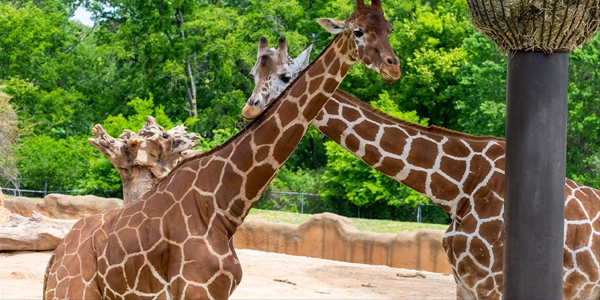 The Caldwell Zoo also has giraffe feedings. 