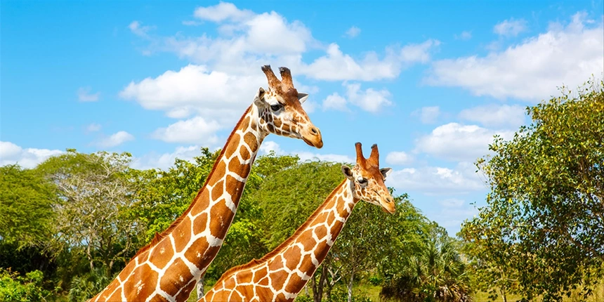 Giraffes at the Caldwell Zoo. 