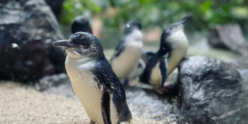 From penguins, to jellyfish, to sloths, the Dallas Aquarium has it all. 