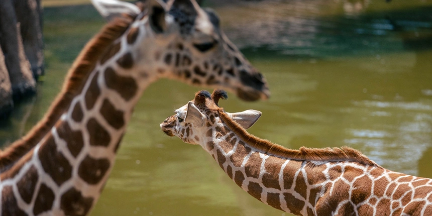 Giraffes at the Dallas Zoo close to our East Texas campground. 