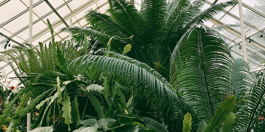 Soak in all the plants at this Fort Wayne conservatory!