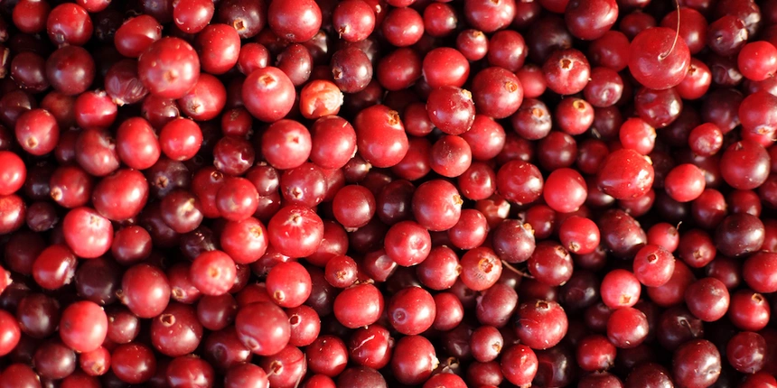 Your visit to Jellystone Park™ Cranberry Acres is only complete when you get an authentic cranberry picking experience!