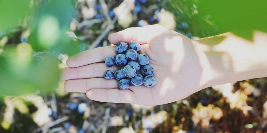 Enjoy a fresh breakfast at our Androscoggin Lake campground when you go berry picking!