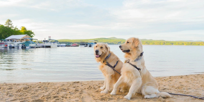 Bring your furry friends to camp at Westward Shores!