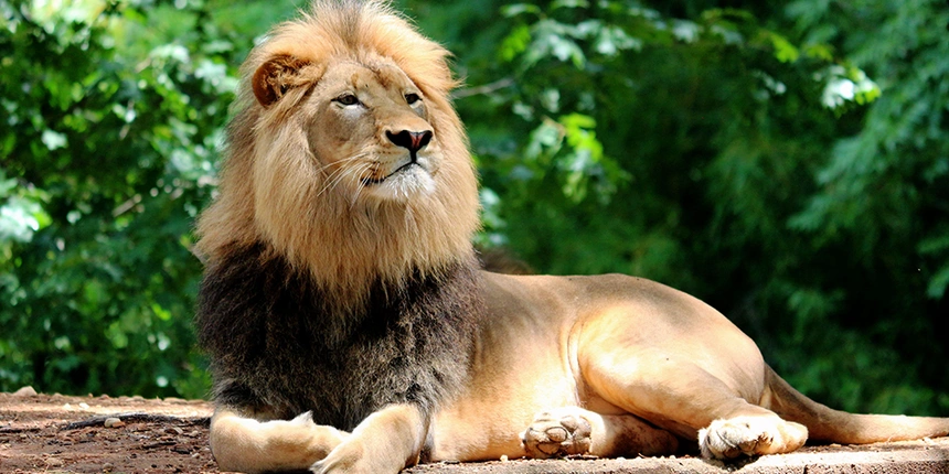 Lion at the Sacramento Zoo close to our resort!