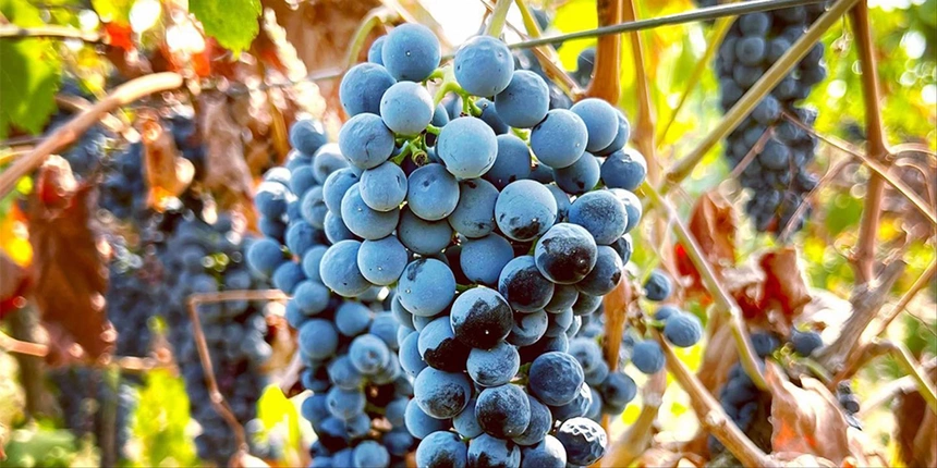 Grapes from Kost Vineyard.