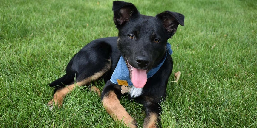 A happy puppy laying in the grass.