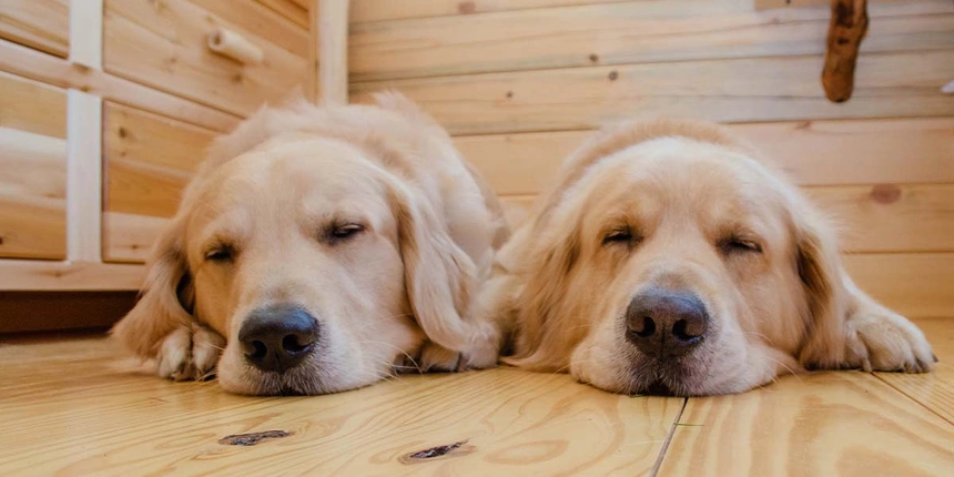 Two dogs sleeping in a cabin at Jellystone Park™.