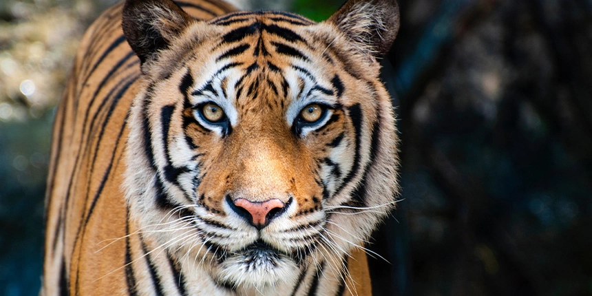 Discover all the animals at Mike Grove Zoo such as tigers. 