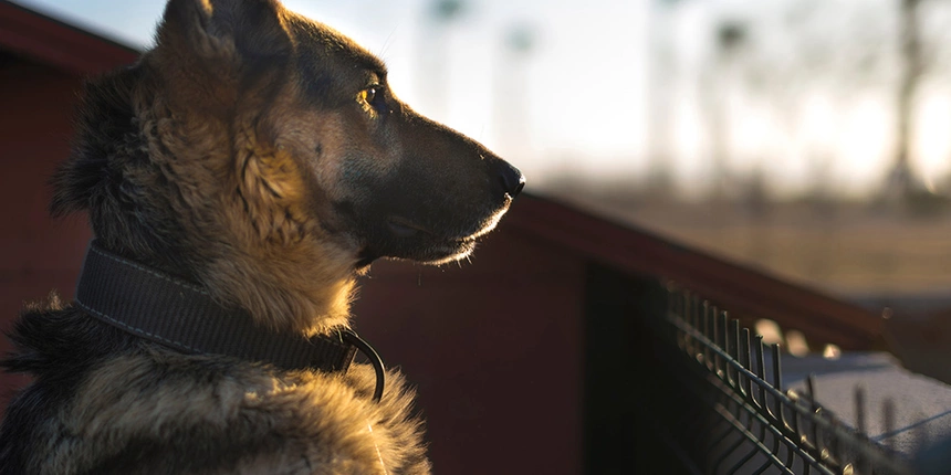 K9 on the job, kids will be able to meet more dogs with jobs at the Sacramento